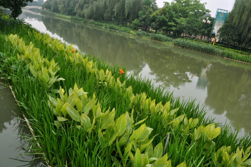 里水首個生態(tài)浮島落水，整治著見成效