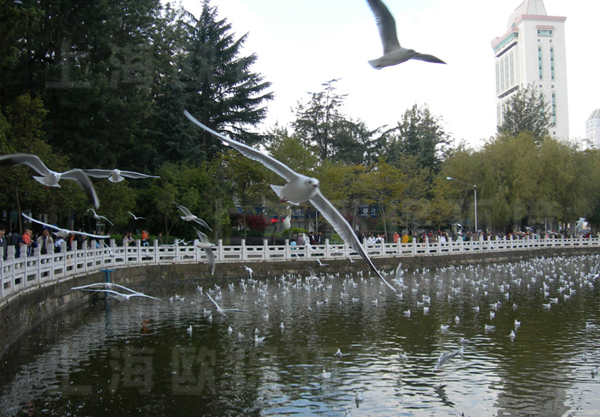 云南翠湖公園生態治理工程