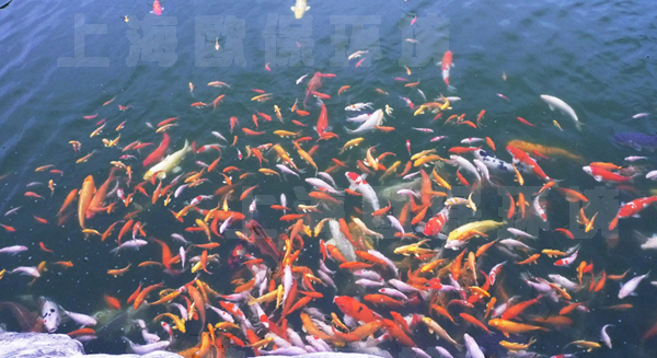清水養(yǎng)魚技術(shù)