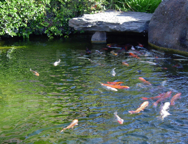 清水養(yǎng)魚技術(shù)