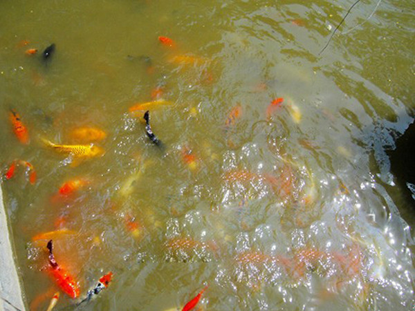 浸沒式生物過濾器使用前——水體渾濁，藻類滋生，低溶解氧魚類生長受限