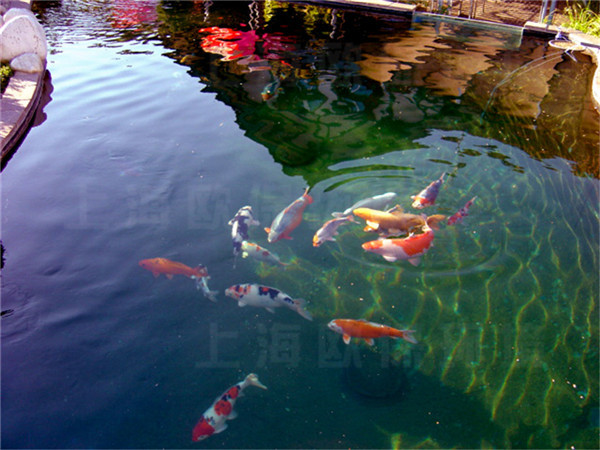 箱式生物過濾器工程案例——清澈見底，實現清水養魚