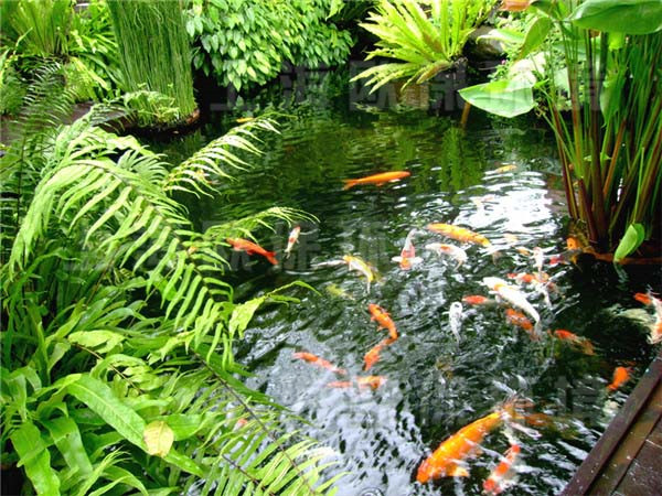 箱式生物過濾器工程案例——創造自然生態魚池