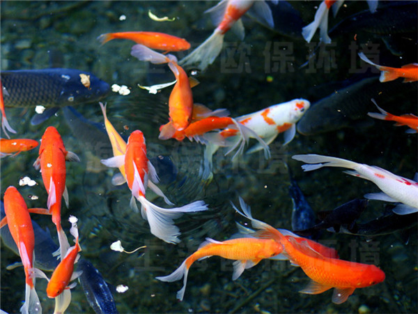 安裝壓力式生物過濾器后，水質轉好，魚歡水清