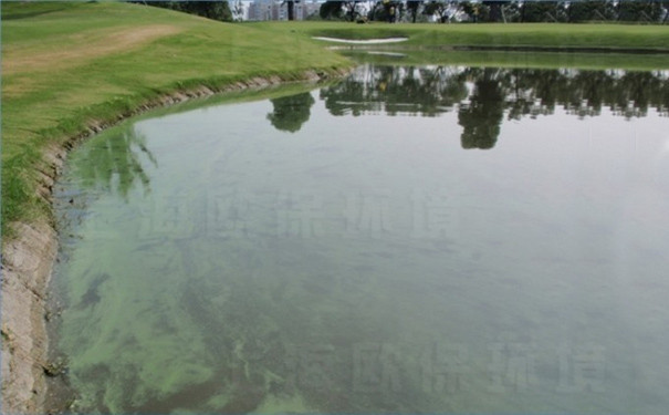 人工湖藍藻問題