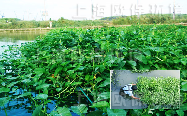 農業(yè)種植生態(tài)浮島