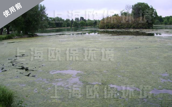 水庫生態修復裝置治理前，藻類滋生，溶解氧＜1mg/L