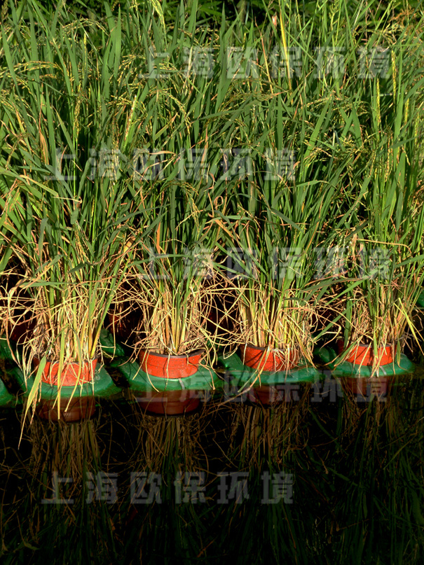 采用生態(tài)浮島工藝種植水稻等經(jīng)濟作物的氧化塘工藝