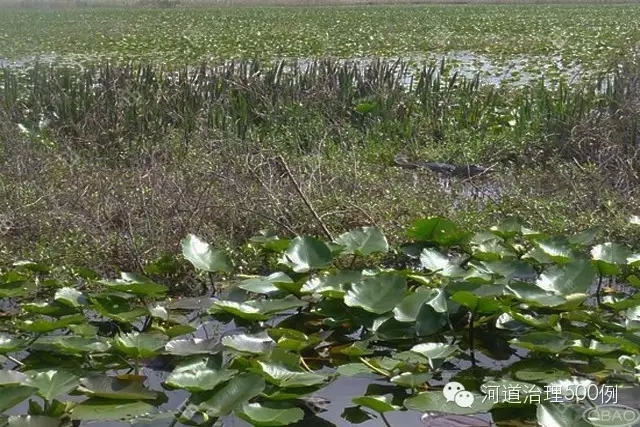 下游生態恢復