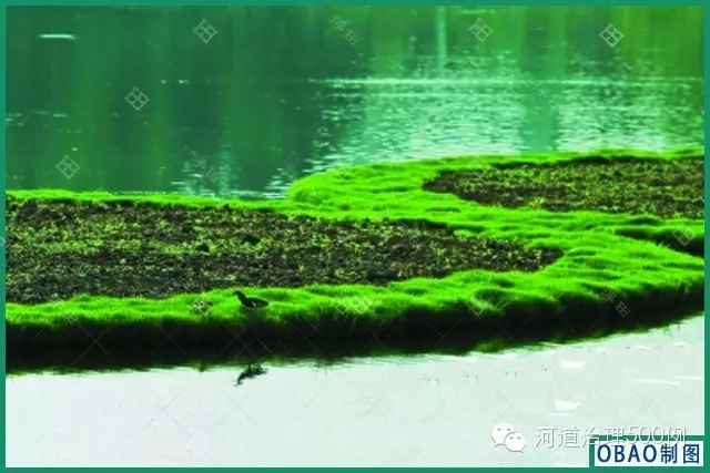 浮田型生態浮島
