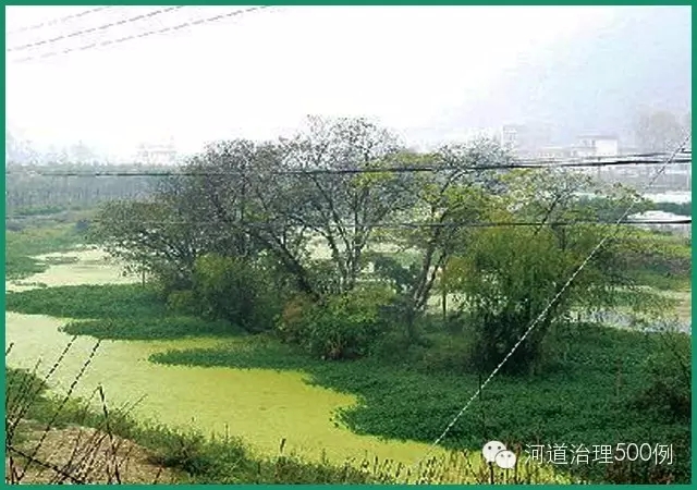 被水草侵占花溪河出現(xiàn)綠色污染物