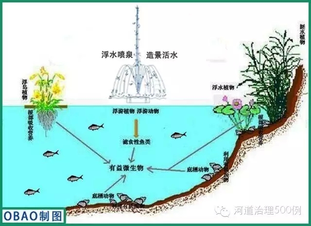 水體生態系統構建示意圖