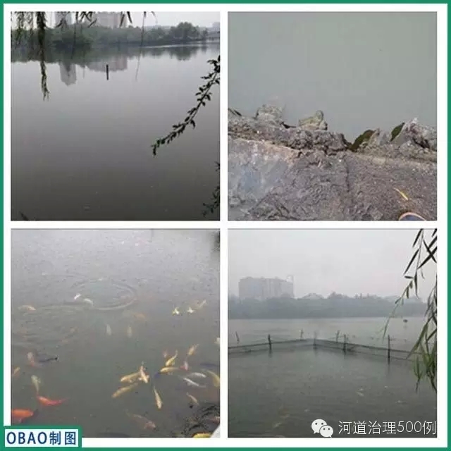 治理前的水體生態現狀