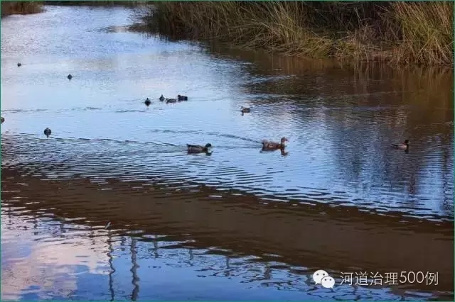 2010年，對河流及其自然生境的恢復，使一些本土的動植物得以保護