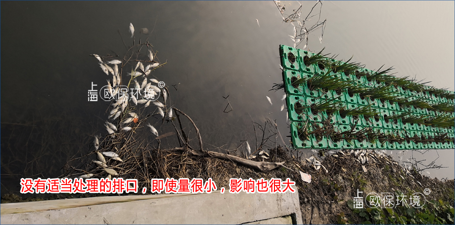 沒有適當處理的排口，即使量很小，影響也很大，造成水體黑臭與死魚現象  