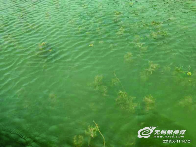 遏制藍(lán)藻生長(zhǎng) 無(wú)錫首次開(kāi)放水域種植6萬(wàn)平方米水下森林