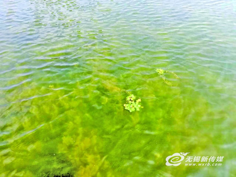 遏制藍(lán)藻生長(zhǎng) 無(wú)錫首次開(kāi)放水域種植6萬(wàn)平方米水下森林