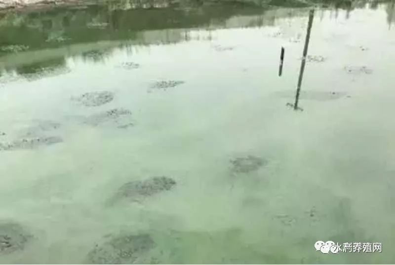 蟹塘發(fā)生藍(lán)藻，怎么辦？