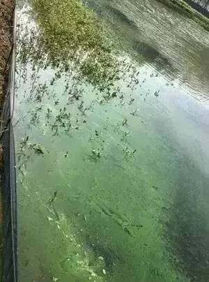 河蟹養殖中藍藻的暴發原因探討及應對策略