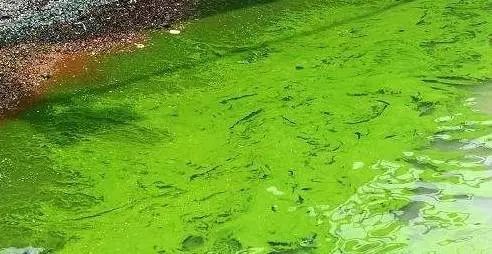 河蟹養殖中藍藻的暴發原因探討及應對策略