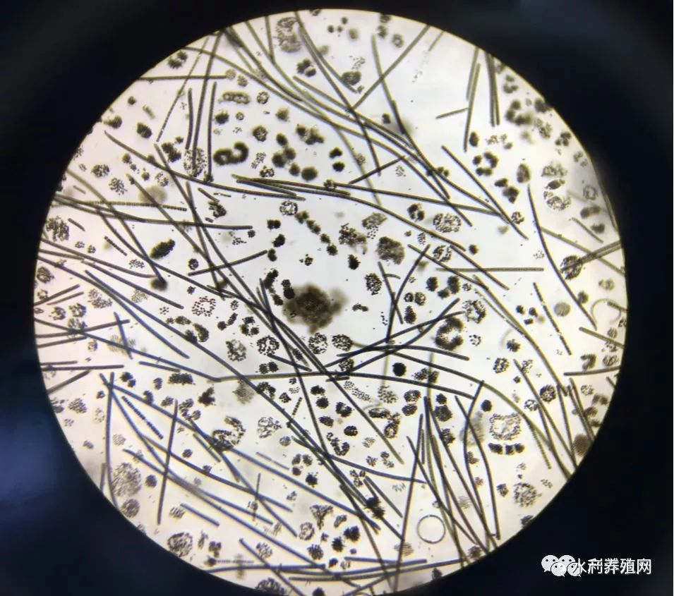 河蟹塘里有藍藻，養殖戶應該怎么做？