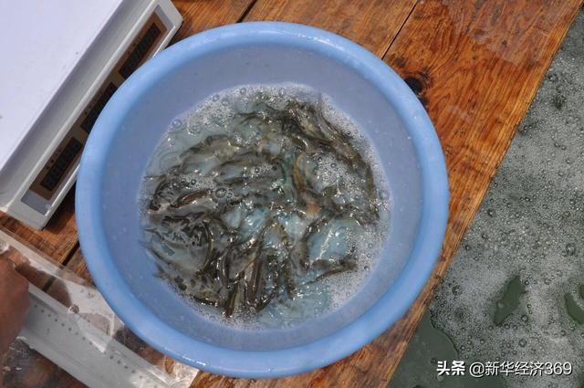 太湖里的這群魚可吞吃藍藻5千噸，并成功培育出“夏花”
