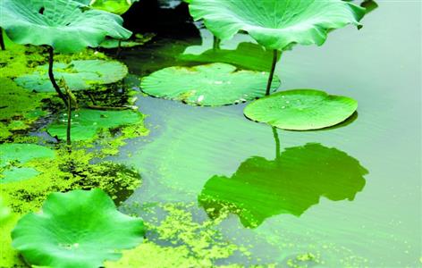 沙湖水邊綠油油，原來是出現(xiàn)水華了！居民擔心泛濫