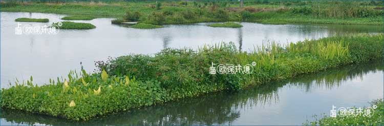 浮田型生態(tài)浮島上種植植物種類豐富，凈化河道效果更加