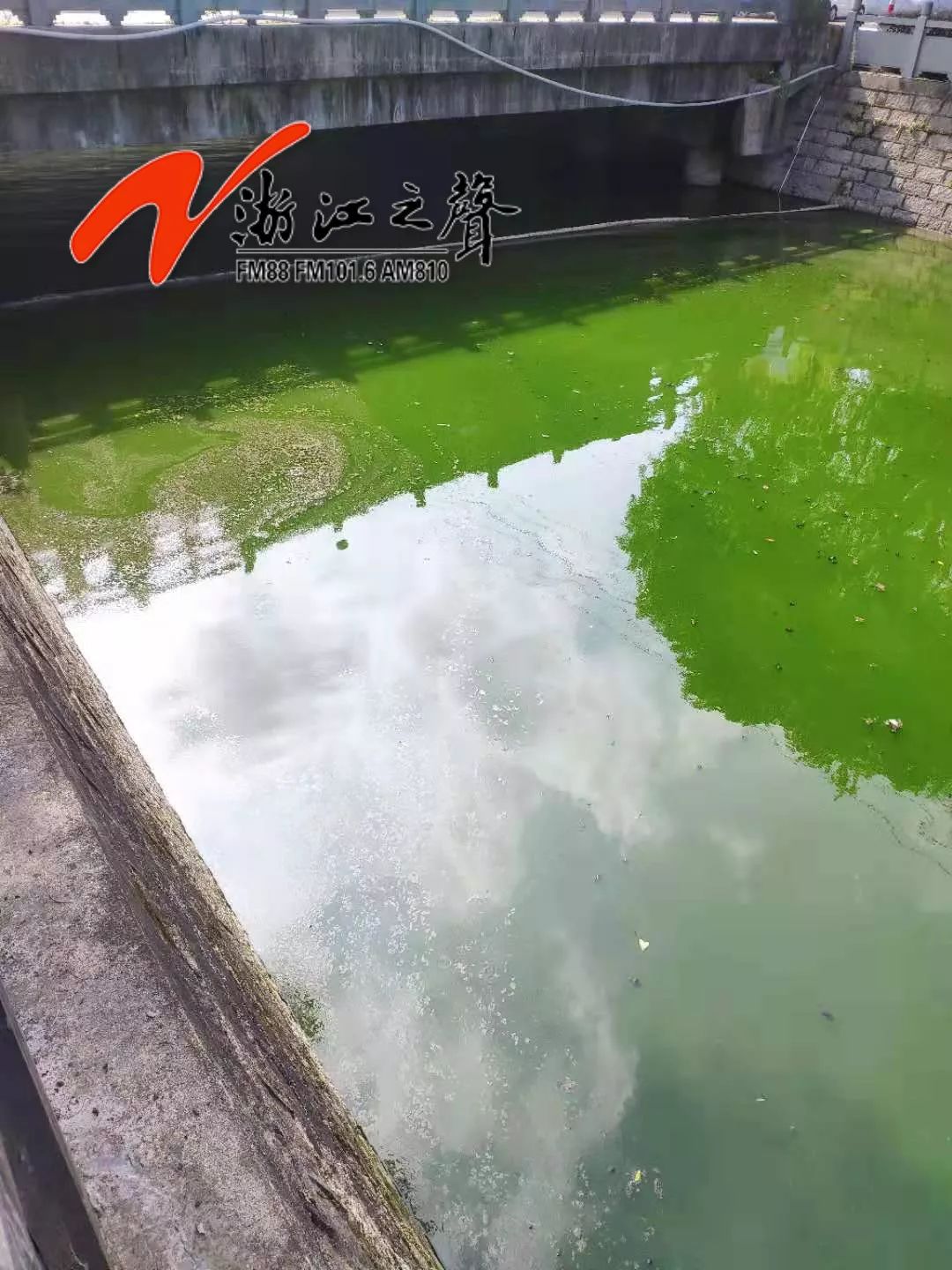 太惡心！溫州鹿城多河道水體出現黑臭反彈