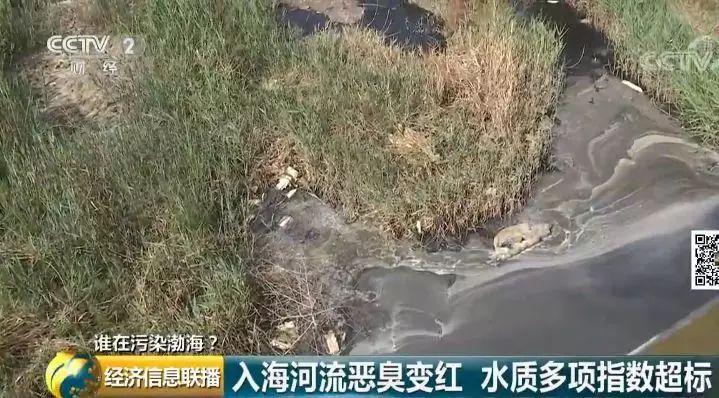 33 入海河流黑臭變紅水質多項指數超標