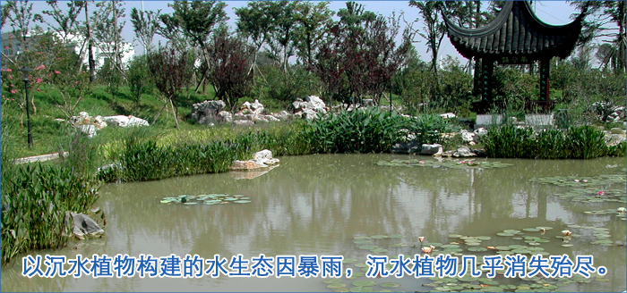 水下森林以沉水植物構(gòu)建的水生態(tài)因暴雨，沉水植物幾乎消失殆盡