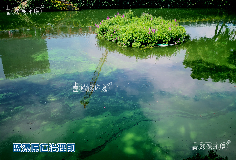 歐保KELPBIO生物操控技術(shù)抑除藍藻前后對比效果，治理前