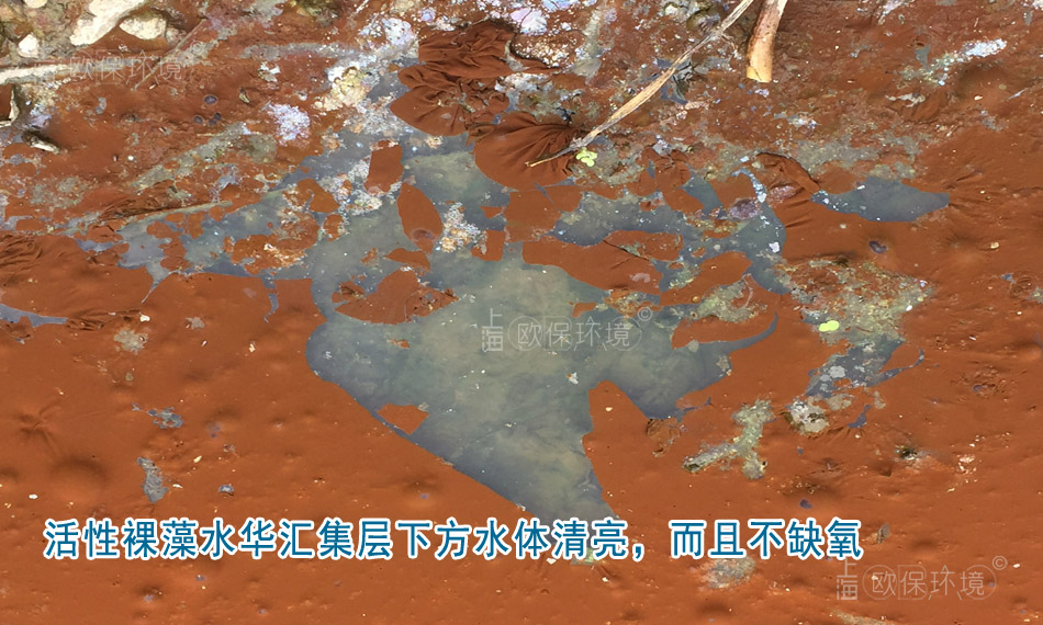 裸藻能進(jìn)行光合作用，活性裸藻水華匯集層下方水體清涼，而且不缺氧