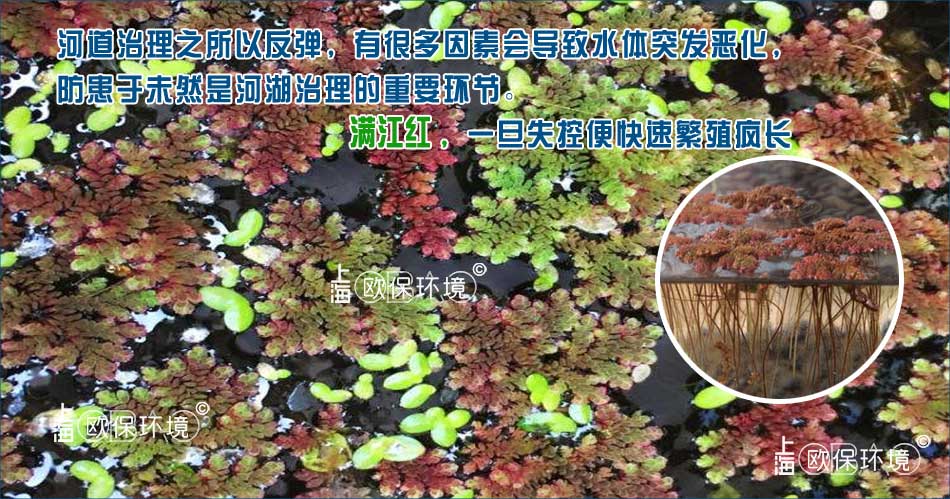河道治理水質反彈、黑臭反彈的原因之五：滿江紅