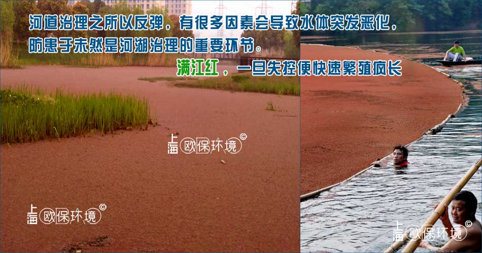 滿江紅覆蓋水面，會影響水體水質，導致發黑發臭，人工打撈較難