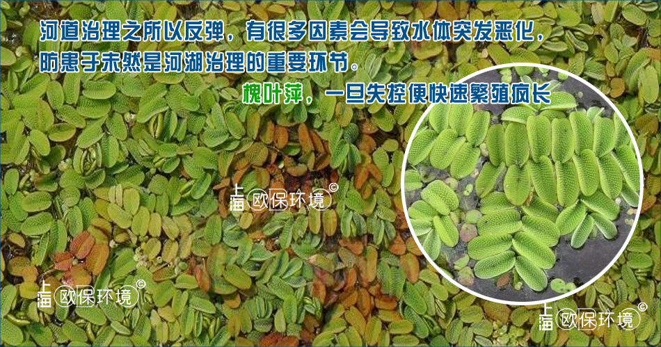 河道治理水質反彈、黑臭反彈的原因之四：槐葉萍瘋長覆蓋