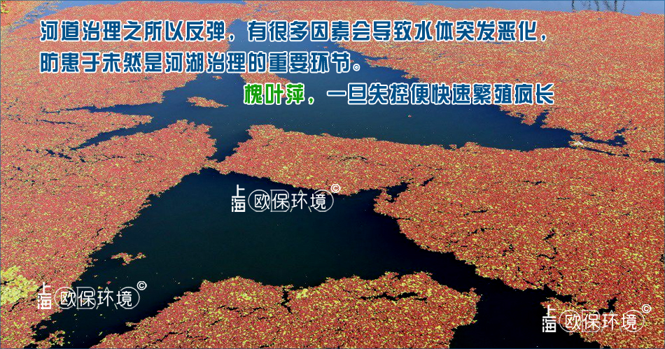 槐葉萍覆蓋水面，導(dǎo)致下方水體溶氧不足，影響水質(zhì)，甚至出現(xiàn)魚類死亡，水體發(fā)黑發(fā)臭