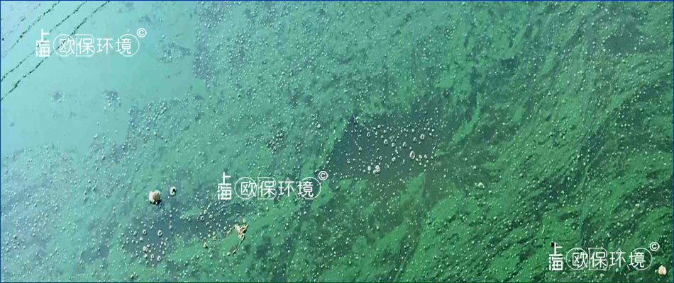 水體清澈，水面漂浮藍(lán)綠色浮油狀薄膜