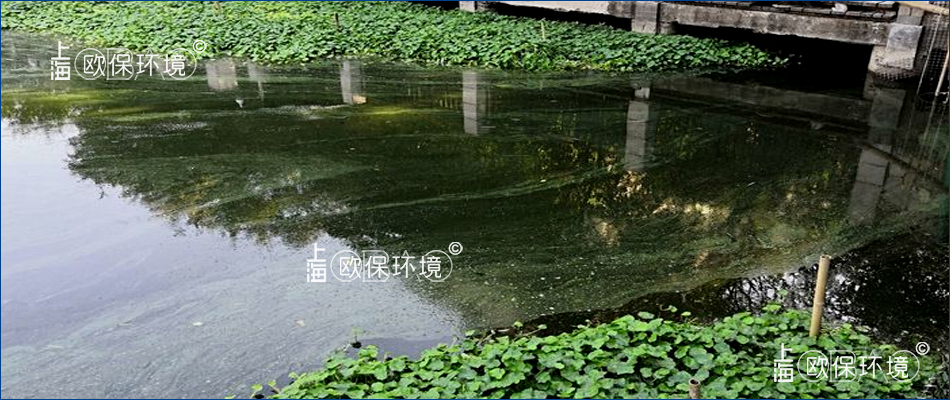 水面帶狀分布藍(lán)藻漂浮物