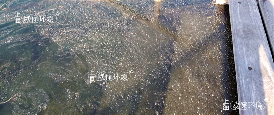 水體清澈，但水面漂浮油膜狀藻類浮灰漂浮物