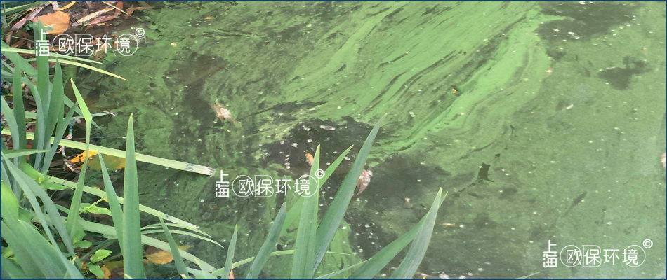 水面帶狀分布藍(lán)藻漂浮物與水生植物黏連在一起