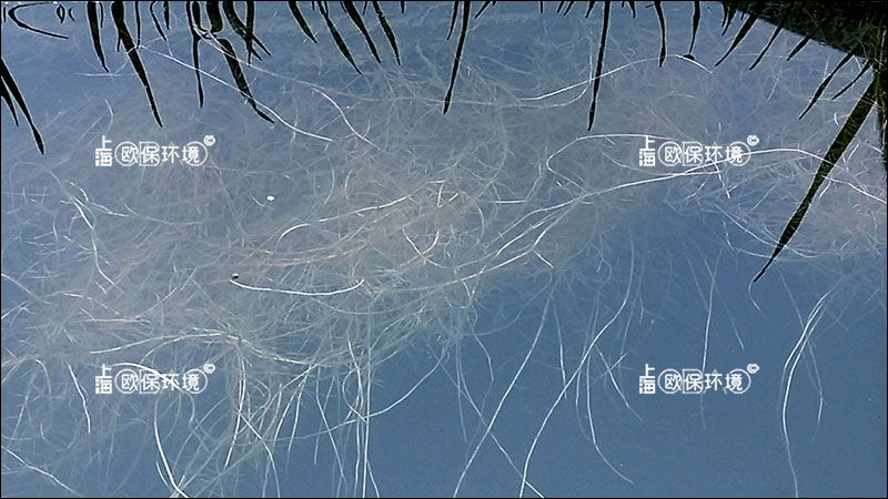 復合纖維浮動濕地的植物根系發(fā)達，有利于構(gòu)成穩(wěn)定的水下生境