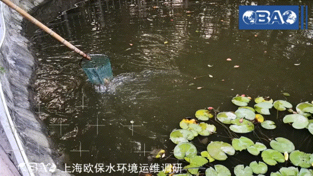 水面漂浮的浮灰、藻泥、樹葉等，人工打撈十分困難