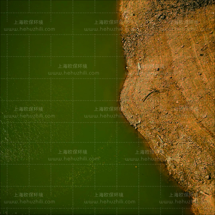 水庫藍藻