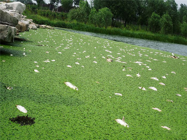 浮萍覆蓋，撒藥，魚類死亡