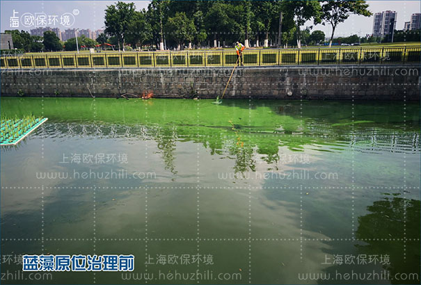 安裝光觸媒藍藻消除機前，水面藍藻聚集，人工難以打撈