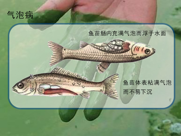 藍藻防治調控(2/3)-藍藻的危害