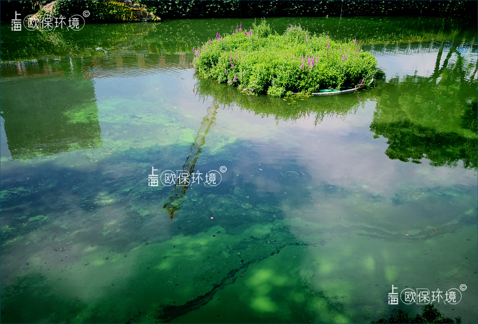 藍藻打撈，藍藻原位治理