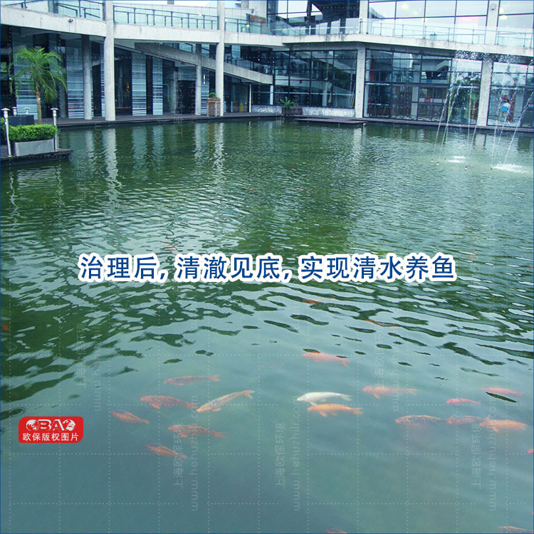 景觀水水處理治理后，清澈見底，實現清水養魚