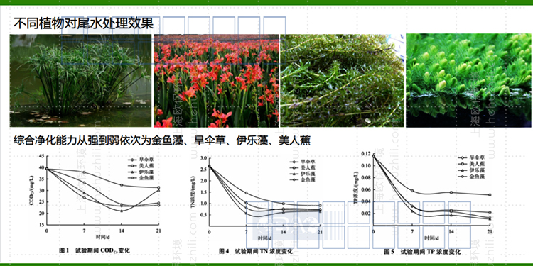 養殖尾水中各污染物的特點與治理方法